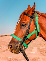 Fototapeta premium Portrait of a red brown horse on desert with blue sky