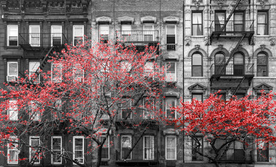 Fototapety  Czerwone jesienne drzewa kontrastują ze starymi ceglanymi budynkami w czerni i bieli - Nowy Jork