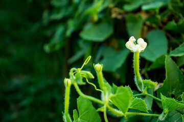 Flower of Pointed gourd or Trichosanthes dioica