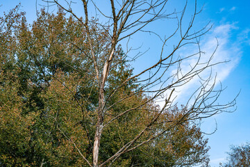 dreamlike autumn forest in the nature reserve pfrungen wilhelmsdorfer ried