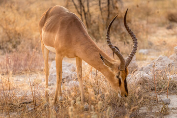 Portrait of impala in the savannah of Etosha National Park in Namibia