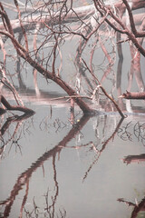 details of branches mirrored in silver foggy lake
