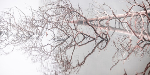 Fototapeta na wymiar fallen tree mirrored on calm silver foggy lake