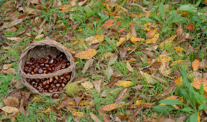 
basket full of chestnuts during the autumn harvest, aritzo, central sardinia