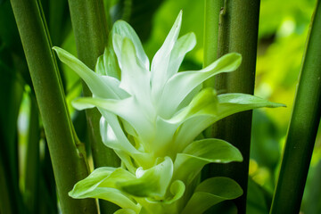 Curcuma and flower is a genus of about 100 accepted