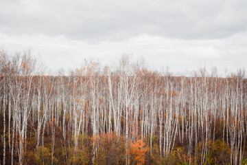 Beautiful autumn forest landscape in cloudy weather	
