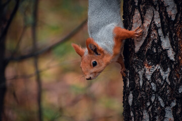 Cute gray squirrel sits on the branches
