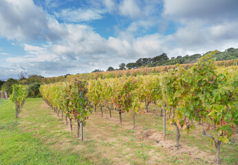 
vineyard of the mandrolisai vineyard with autumn colors, arise, central sardinia