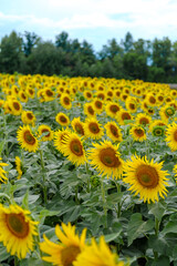 Yellow sunflowers against the blue sky. Beautiful landscape. High quality photo
