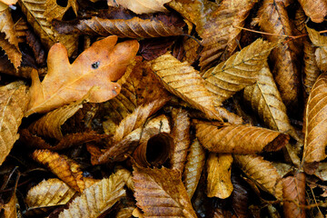 Fototapeta na wymiar Tas de feuilles mortes pendant l'automne