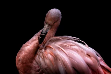Zelfklevend Fotobehang portrait of a flamingo against a black background © Ralph Lear