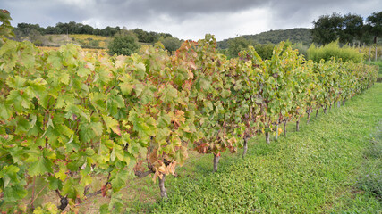 
vineyard of the mandrolisai vineyard with autumn colors, arise, central sardinia