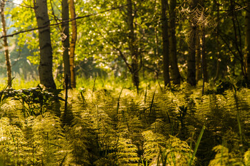 birch trees in dense thickets of fern.