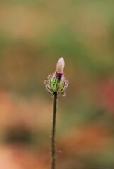 bud of a flower