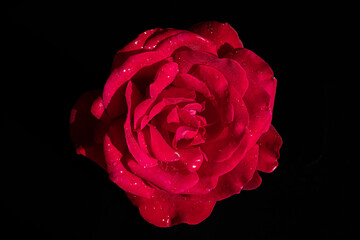 rosa rossa su sfondo nero