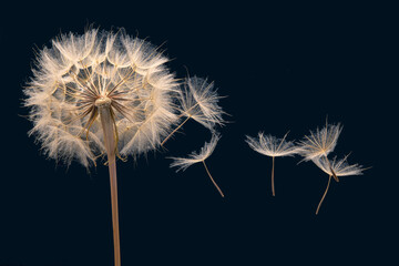 dandelion seeds fly from a flower on a dark blue background. botany and bloom growth propagation.