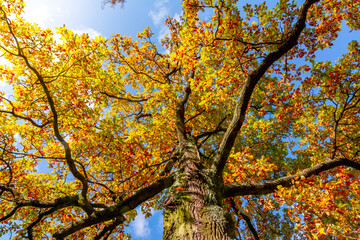 Oak tree during autumn foliage on a sunny day