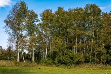 dreamlike autumn forest in the nature reserve pfrungen wilhelmsdorfer ried