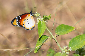 African Monarch (Danaus chrysippus), nectaring, Gambia.