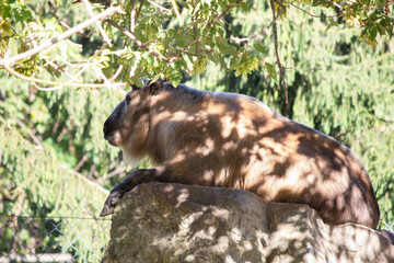Sichuan takin resting on a rock
