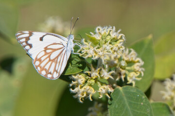 Brown-veined White butterfly (Belenois aurota) nectaring on flowers, Gambia.