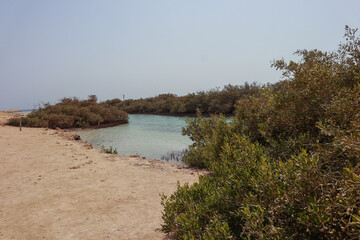 Obraz premium Mabgrove forest with plasnts in Egypt