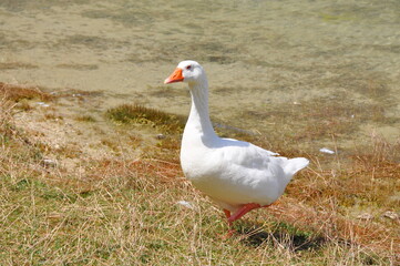 White goose bird farm animal walking on ground