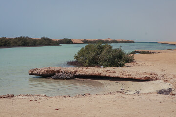 Mabgrove forest with plasnts in Egypt