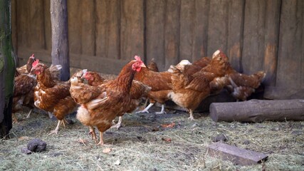 Brown laying hens on the farm in summer.. egg-laying hens in the yard