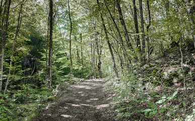 The road through the autumn forest in the Great Crimean Canyon