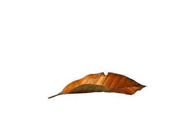 Dry leaves isolated on white background