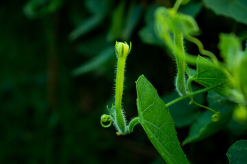 Pointed gourd or also knwon as Trichosanthes dioica