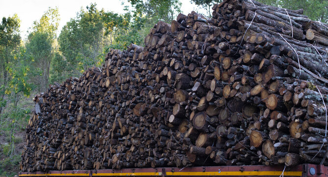 Big pile of wooden logs, holm oak, typical tree of central Sardinia
