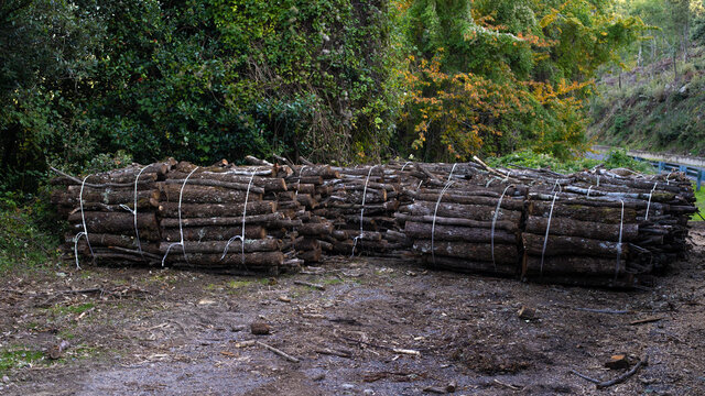Big pile of wooden logs, holm oak, typical tree of central Sardinia
