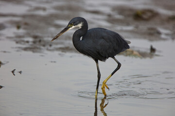 Western Reef Egret (Egretta gularis), walking in the shallows, Kotu Creek Bird Reserve, Gambia.