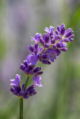 particolare di un ramo di lavanda