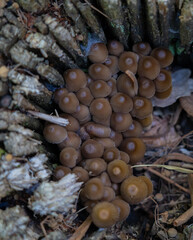 
small inedible mushrooms (pluteus) that bear fruit on wood or plant residues