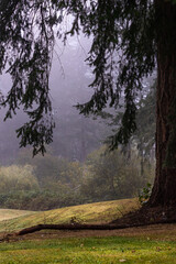 large pine tree in a park on a foggy morning