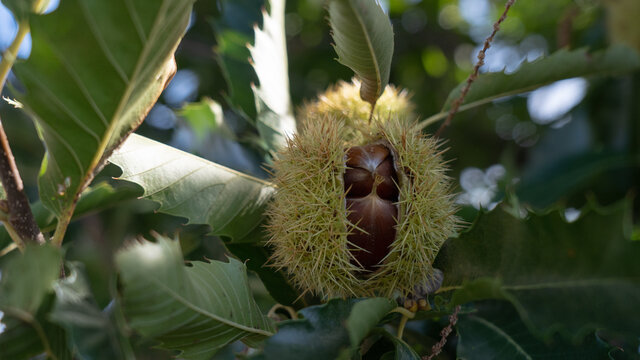 Chestnut plantation in autumn ready for harvest. Ripe chestnuts hang from the trees in thorny green shells. When the shells are open, the fruit is ready