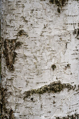 Birch hardwood tree texture background in mixed forest