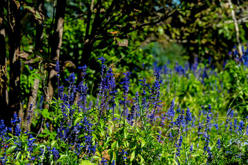 ブルーサルビア