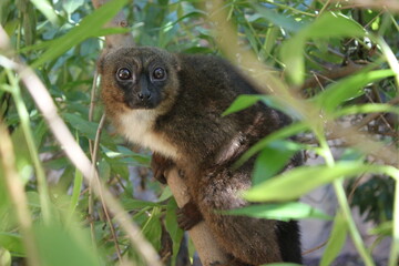 Lemur-(Valencia, Bioparc)
