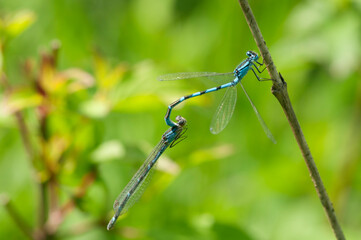 Dragonflies at Mating on stem Azurjungfer