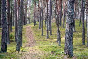 Footpath in a birch forest in autumn