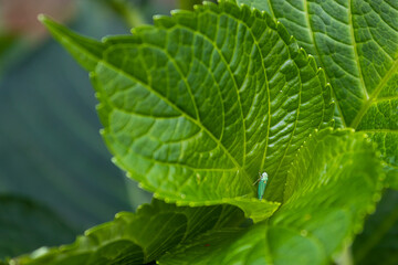 small green bugs on green hydrangea leaves