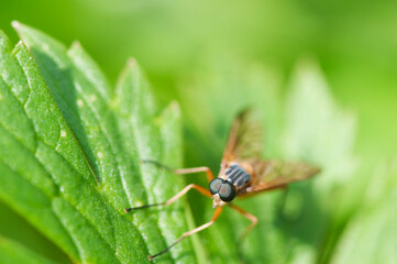 Rhagio scolopaceus near Schnepfenfliege