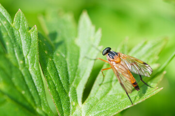 Rhagio scolopaceus Schnepfenfliege
