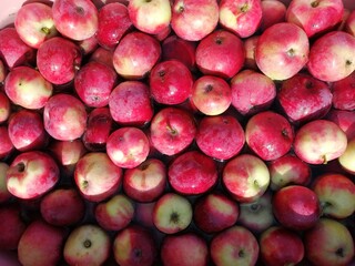 red apples background