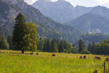 meadows at the neuschwanstein castle in germany on a sunny day