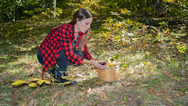 
A woman holds a bunch of chestnuts in the background of the undergrowth of Aritzo, central Sardinia. Autumn harvest